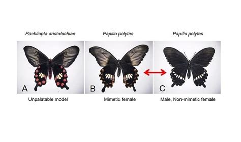 Supergene Controls Batesian Mimicry In Butterflies Asian Scientist