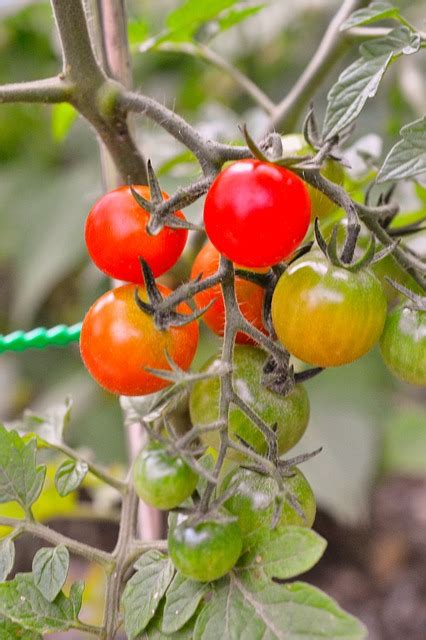 Tomato Garden Plants Free Photo On Pixabay Pixabay