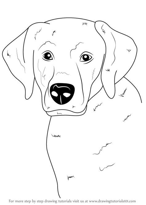 This quick tutorial is intended for beginners and shows some of the basics of drawing a dog's head in the front view step by step with pencil drawing examples for before you draw anything else draw a vertical line that will be the middle of the dog's head and draw a horizontal line intersecting with it. how-to-draw-Labrador-Face-step-0.png (598×844) | Dog ...