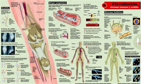 Infografia Cuerpo Humano Cuerpo Humano Anatomia Cuerpo Humano