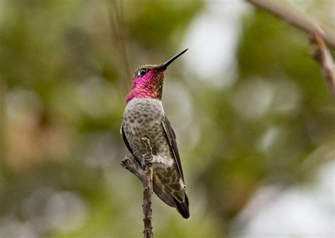 Top 15 Most Popular Bird Species In North America Fun Facts