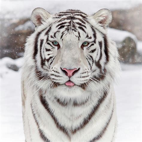 A White Tiger In The Snow Photograph By Sergei Gladyshev