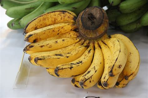 Go Bananas with Butterkicap's Banana Guide! - Butterkicap