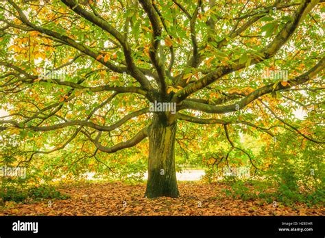Large Oak Tree Hyde Park London England Stock Photo Alamy