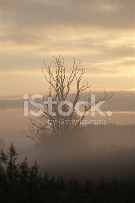 Backlit Tree In Morning Mist On Meadow At Sunrise Stock