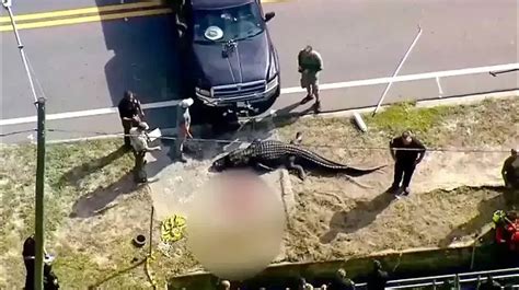 Hard To Watch Images An Enormous Alligator Was Caught Carrying A Human