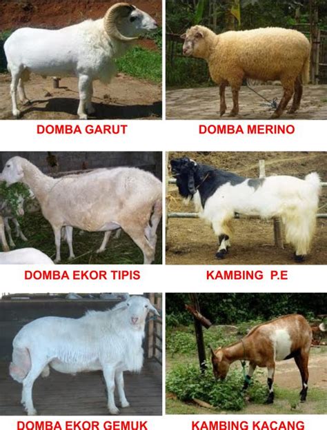 Order from house of kambing terbang online or via mobile app we will deliver it to your home or office check menu, ratings and reviews pay online or cash on delivery. JENIS KAMBING