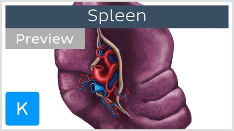 Anatomy Of The Spleen Preview Human Anatomy Kenhub Youtube