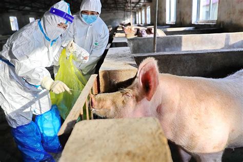 African Swine Fever Mutation Spreads In China Sparking New Control Fears Caixin Global