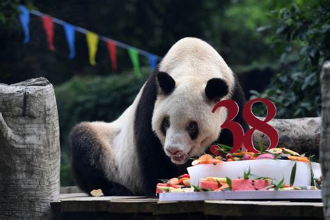 Oldest Captive Giant Panda Celebrates 38th Birthday Cn
