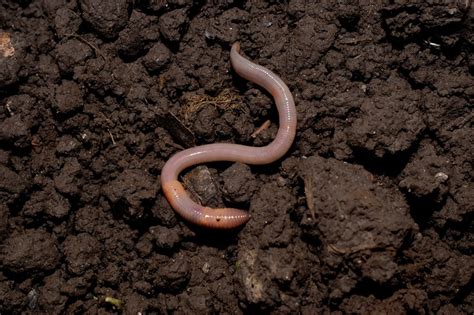 3 Reasons You Need Earthworms In Your Garden And How To Attract Them