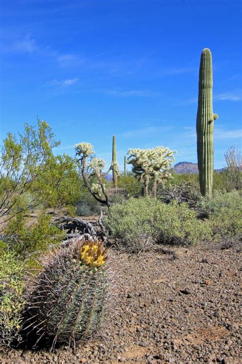 Looking for a great trail in organ pipe cactus national monument, arizona? Different Cactus Species In Organ Pipe Cactus National ...