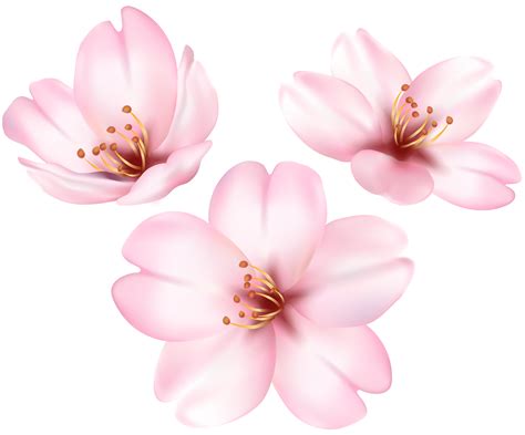 Magnolia clipart pink magnolia, Magnolia pink magnolia ...