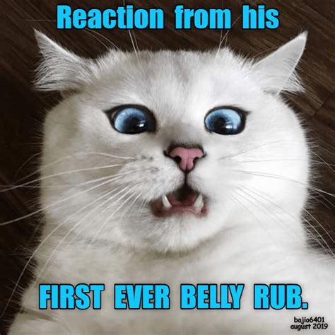 Omg Funny Animal Memes Funny Cat Memes Animal Jokes