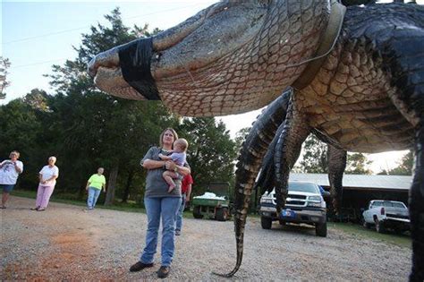 Photos Record Alligator Caught In Alabama