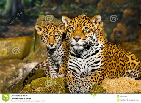 Jaguar Cubs Stock Image Image Of Background Black