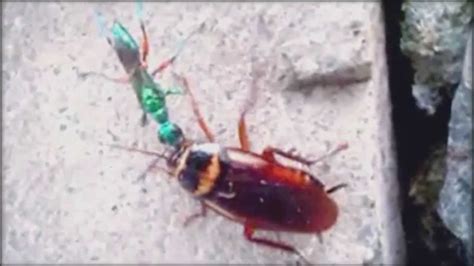 Zombie Cockroach And The Jewel Wasp Youtube