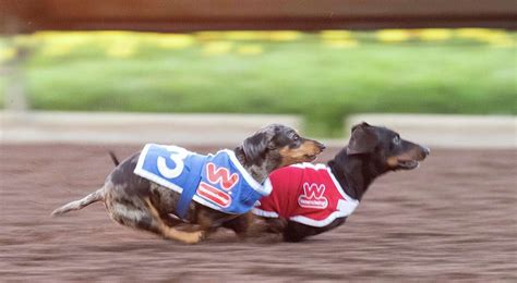 Video Adorable National Wiener Dog Race Find The Fastest Pooch In The West