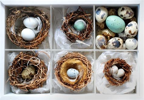 Photos Of Wild Bird Eggs In Virginia Unique Rare Bird