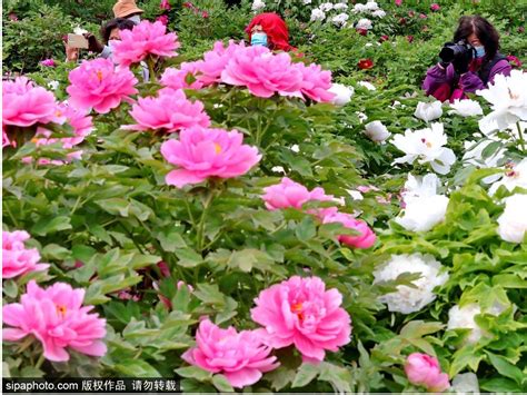 Chinese Peonies Decorate Ancient Park In Beijing