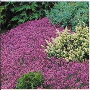 More images for creeping thyme lowes » creeping thyme lowes - Bing images | Flowers perennials ...
