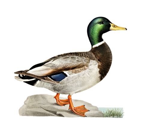 Download Mallard Duck Bird Royalty Free Stock Illustration Image