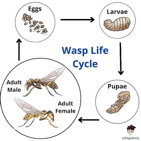 Wasp Life Cycle Stages And Lifespan