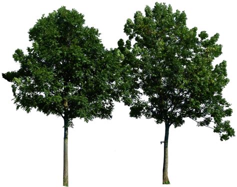 São + de 2000 imagens com fundo transparente para baixar e usar nas suas artes das redes socías. tree png image, free download, picture