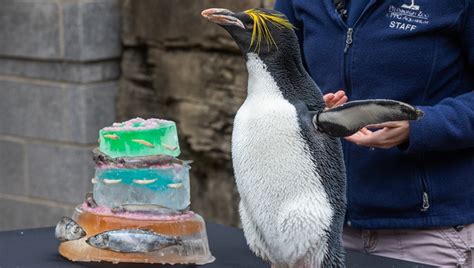 Mickey The Macaroni Penguin Celebrates 35th Birthday At Pittsburgh Zoo