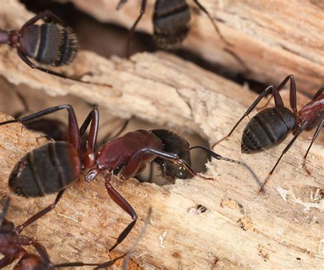 We did not find results for: Difference Between Carpenter Ants And Common Ants | MasterGuard Pest Control