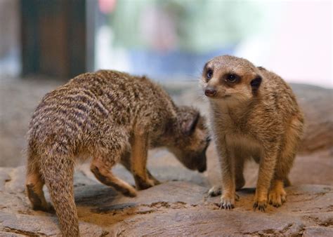 Mear Cats? | ..Err..Meerkats! | Adam Minter | Flickr