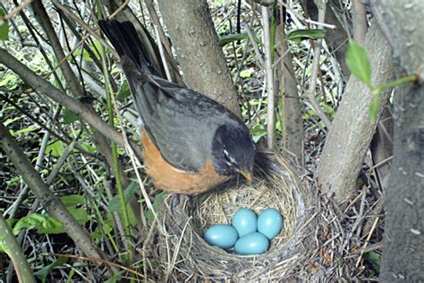 Egg Laying Animals With Name