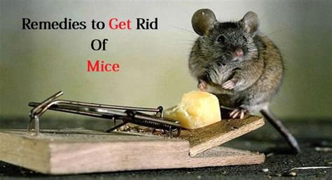 How To Get Rid Of Mice Fast