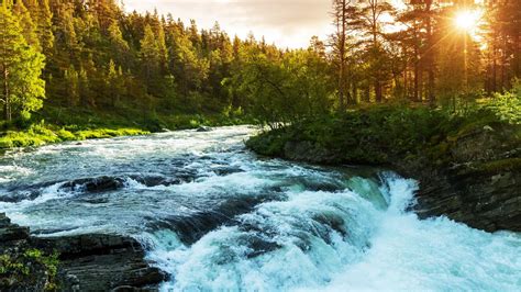 River Water Stream Between Green Trees Forest Rocks Sunbeam Scenery Hd