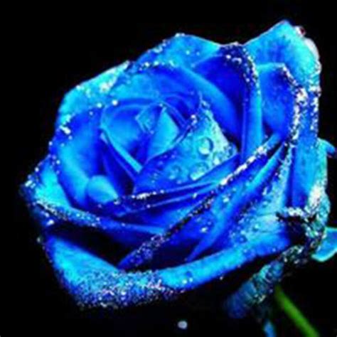 10 Pcs Rare Garden Blue Rose Seeds Lover Charming Bush