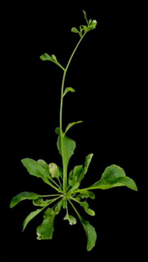https://memim.com/arabidopsis-thaliana.html