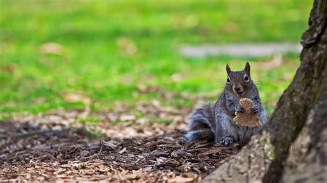 Funny Squirrel Face Eating Nuts In Green Grass Blur Background Hd Funny