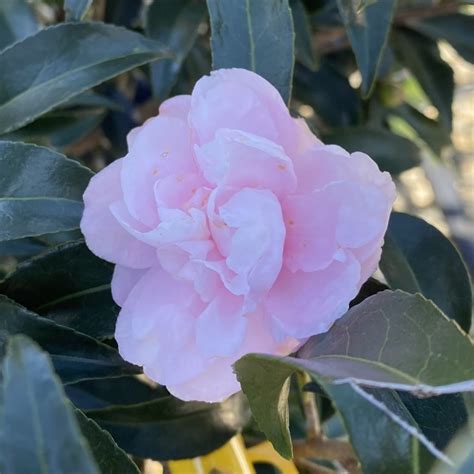 Camellia Sasanqua ‘autumn Sentinel Piedmont Carolina Nursery
