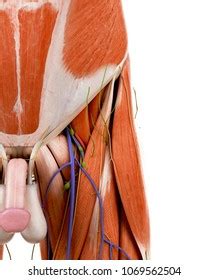 We think this is the most useful anatomy picture that you need. Human Groin Images, Stock Photos & Vectors | Shutterstock