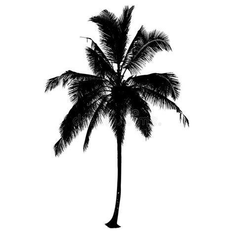 Silhouette Of Coconut Tree On White Backgroundvector Illustration