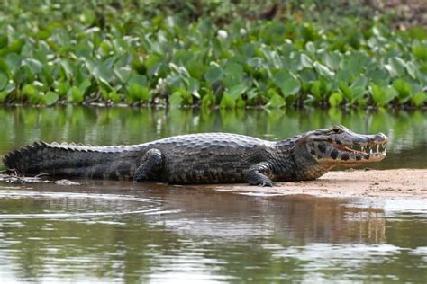 15 Jaw Dropping Caiman Facts Fact Animal