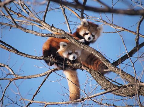 1080x2340px Free Download Hd Wallpaper Two Red Pandas Zoo Cute