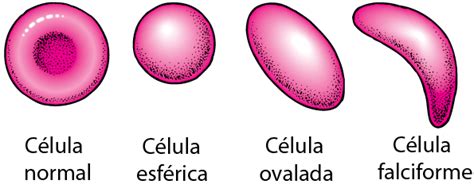 Table Formas De Los Glóbulos Rojos Manuale Merck Versión Para El