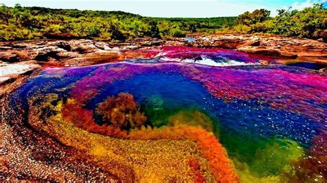 Seven Colors River CaÑo Cristales Colombiaspanish And English