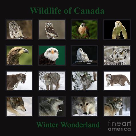 Winter Wonderland Wildlife Of Canada Photograph By