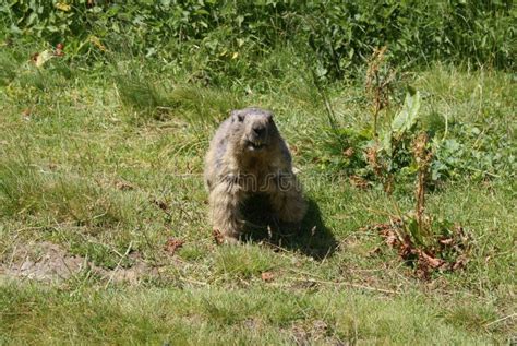 Marmot Run Stock Photos Free And Royalty Free Stock Photos From Dreamstime