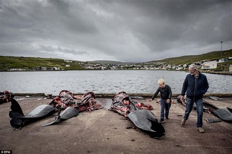 Slaughtered Pilot Whales Laid Out For Butchering On Faroe Islands