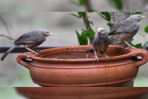 This list's taxonomic treatment (designation and sequence of orders, families and species) and nomenclature (common and scientific names) follow the conventions of the ioc world bird list, version 10.2. Kerala techies start #BirdBathChallenge to help birds stay ...