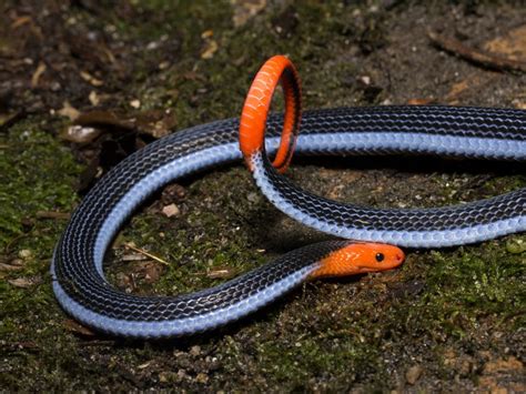 Beautiful And Deadly Snake Could Hold Key To Better Human Pain