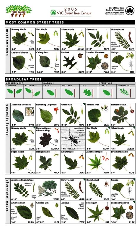Learn How To Identify Trees And Leaves • Enchanted Little World